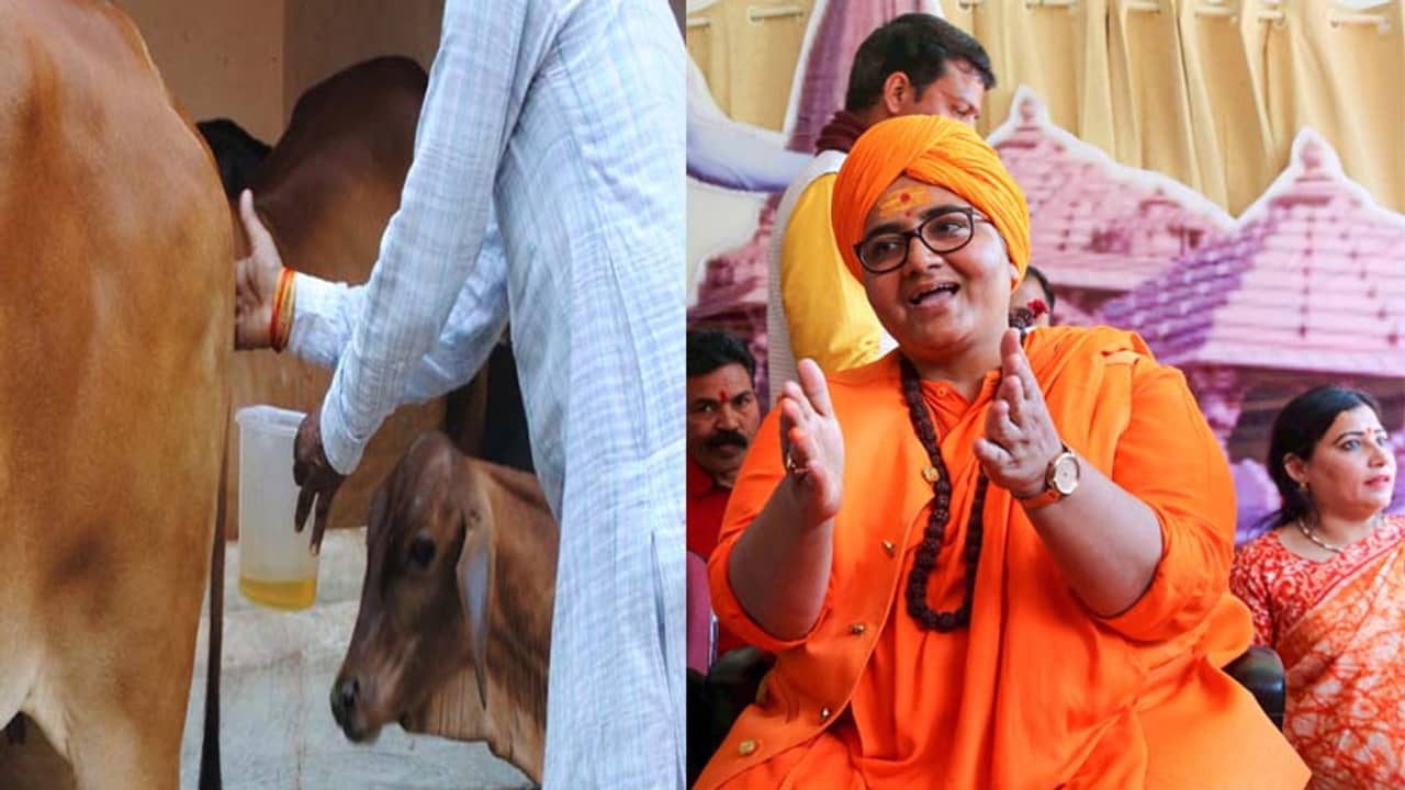 ভিডিয়ো: রোজ দেশি গোমূত্র পান করি, তাই আমার করোনা নেই, দাওয়াই প্রজ্ঞা ঠাকুরের