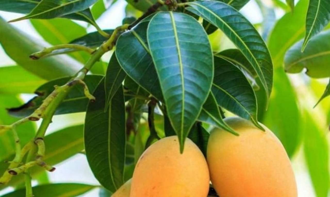 শ্বাসকষ্ট, কিডনির সমস্যা থেকে ডায়াবেটিস, সব নিয়ন্ত্রণ হবে আম পাতার গুণে!