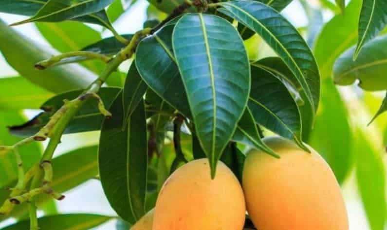শ্বাসকষ্ট, কিডনির সমস্যা থেকে ডায়াবেটিস, সব নিয়ন্ত্রণ হবে আম পাতার গুণে!