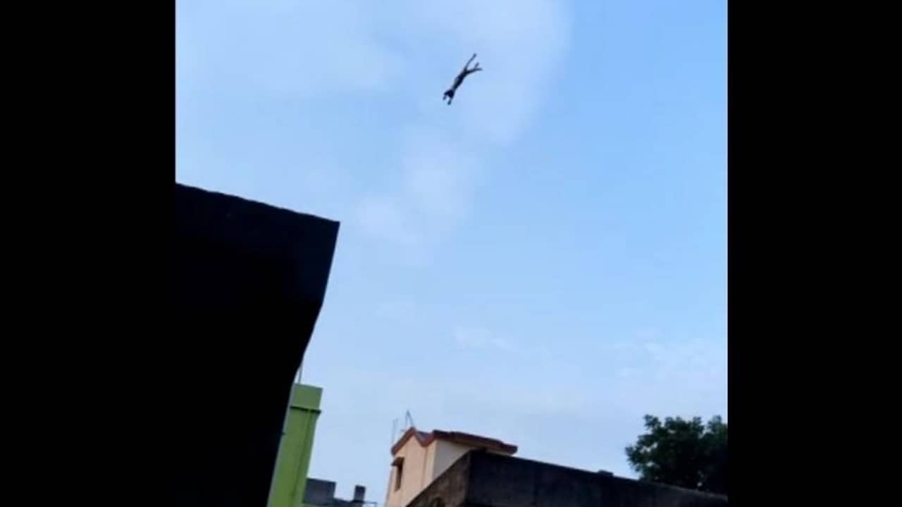 তিরিশ ফুট ওপর থেকে বেড়াল ছানাকে ছুড়ে ফেলে ভিডিয়ো শুট! আটক ৩