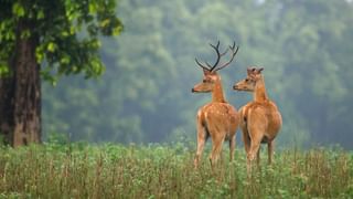 করোনাজয়ীদের জন্য ‘স্পেশাল’ জুস! নিয়মিত পান করলে মিলবে সুফল