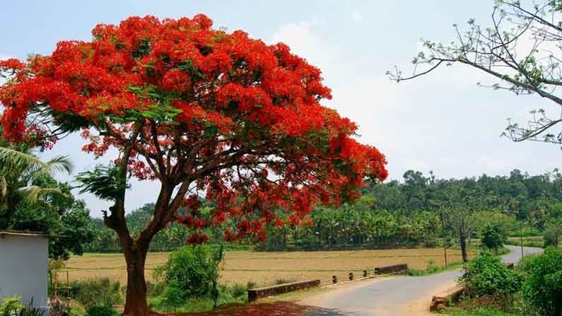 ভর সন্ধ্যায় কৃষ্ণচূড়ার ডাল থেকে ঝুলছে দু'টো পা, সামনে যেতেই চোখ কপালে উঠল স্থানীয়দের