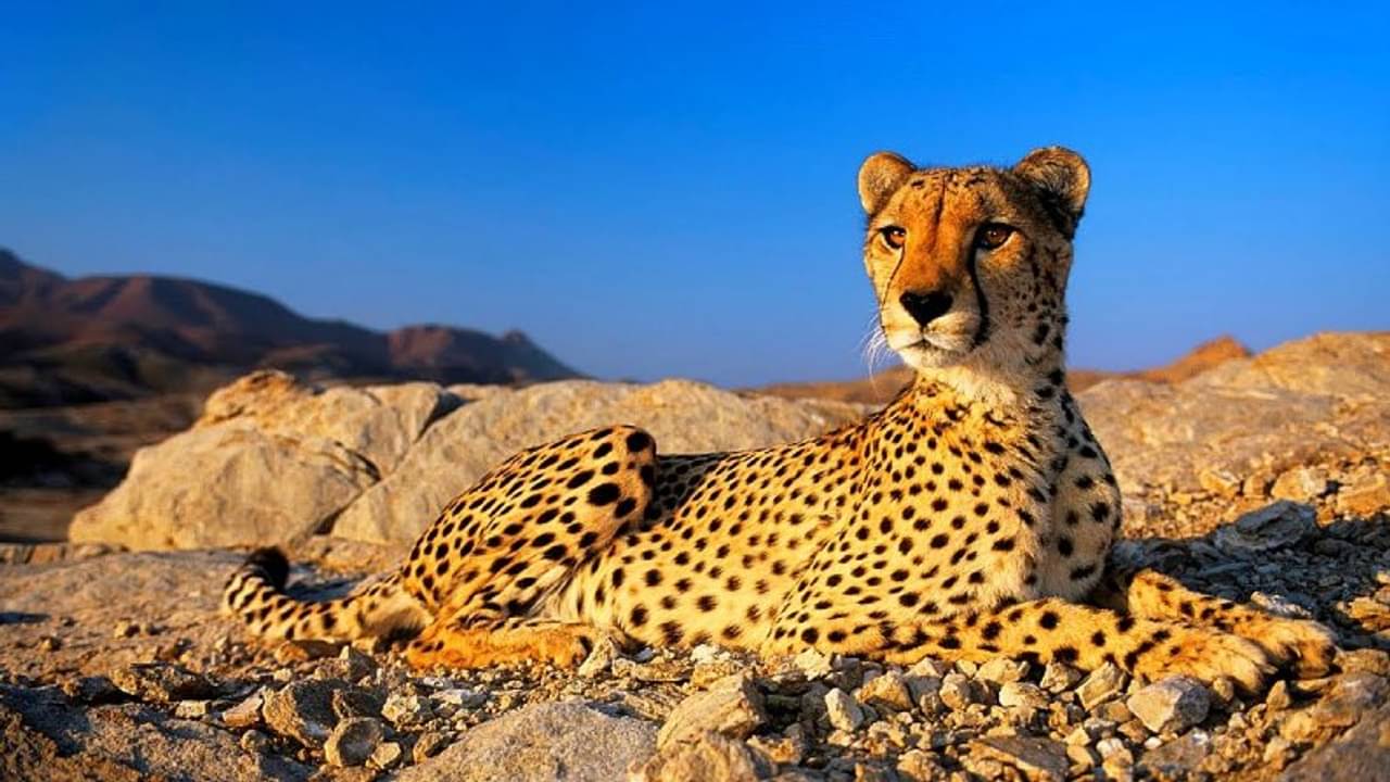 করোনার আতঙ্ক কাটলে সাফারিতে যেতে হলে গন্তব্য হতে পারে আফ্রিকার এই ৫টা জঙ্গল