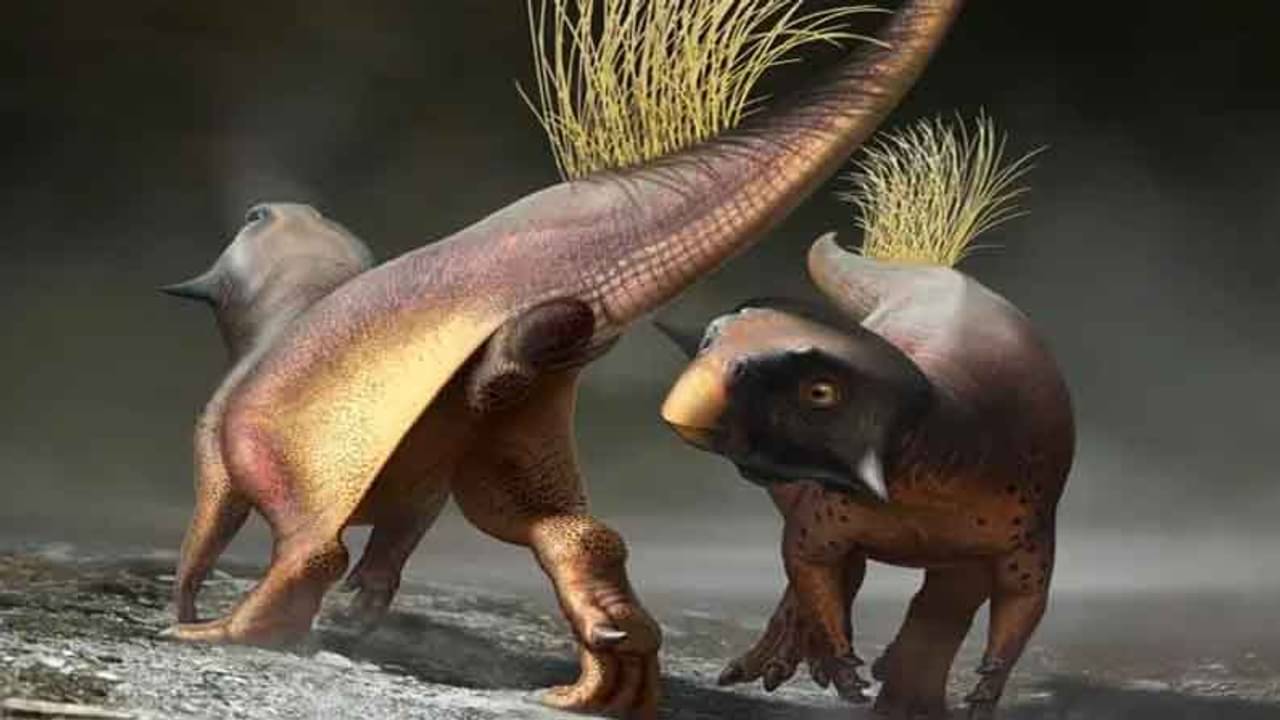 পাখির মত দেখতে ২ ফুটের ডায়নোসর, নিশুতি রাতের ভয়ঙ্কর শিকারি ছিল এরা, শ্রবণশক্তি পেঁচার থেকেও প্রখর