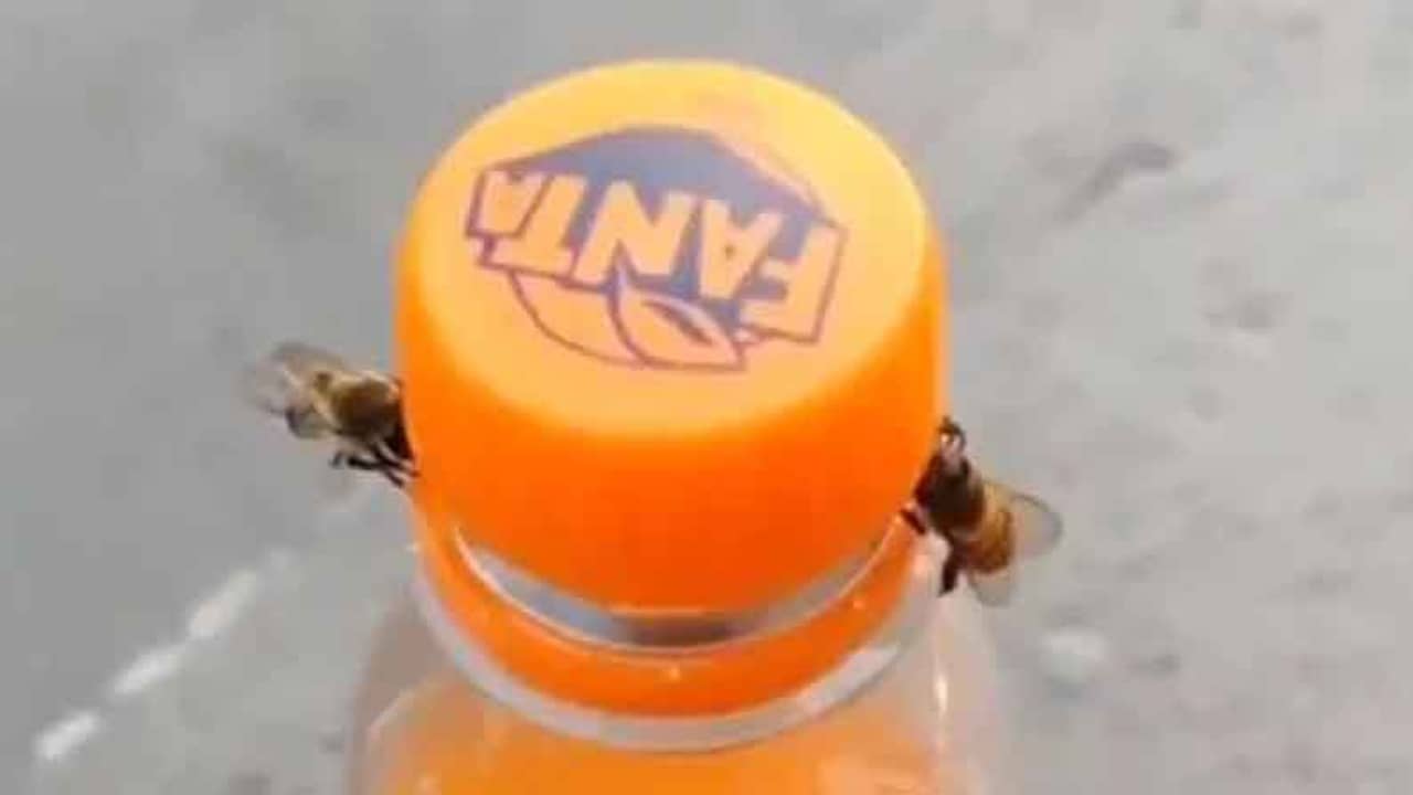 সফট ড্রিঙ্কের বোতলের ঢাকনা খুলে দিল মাছি! দেখুন ভাইরাল ভিডিয়ো