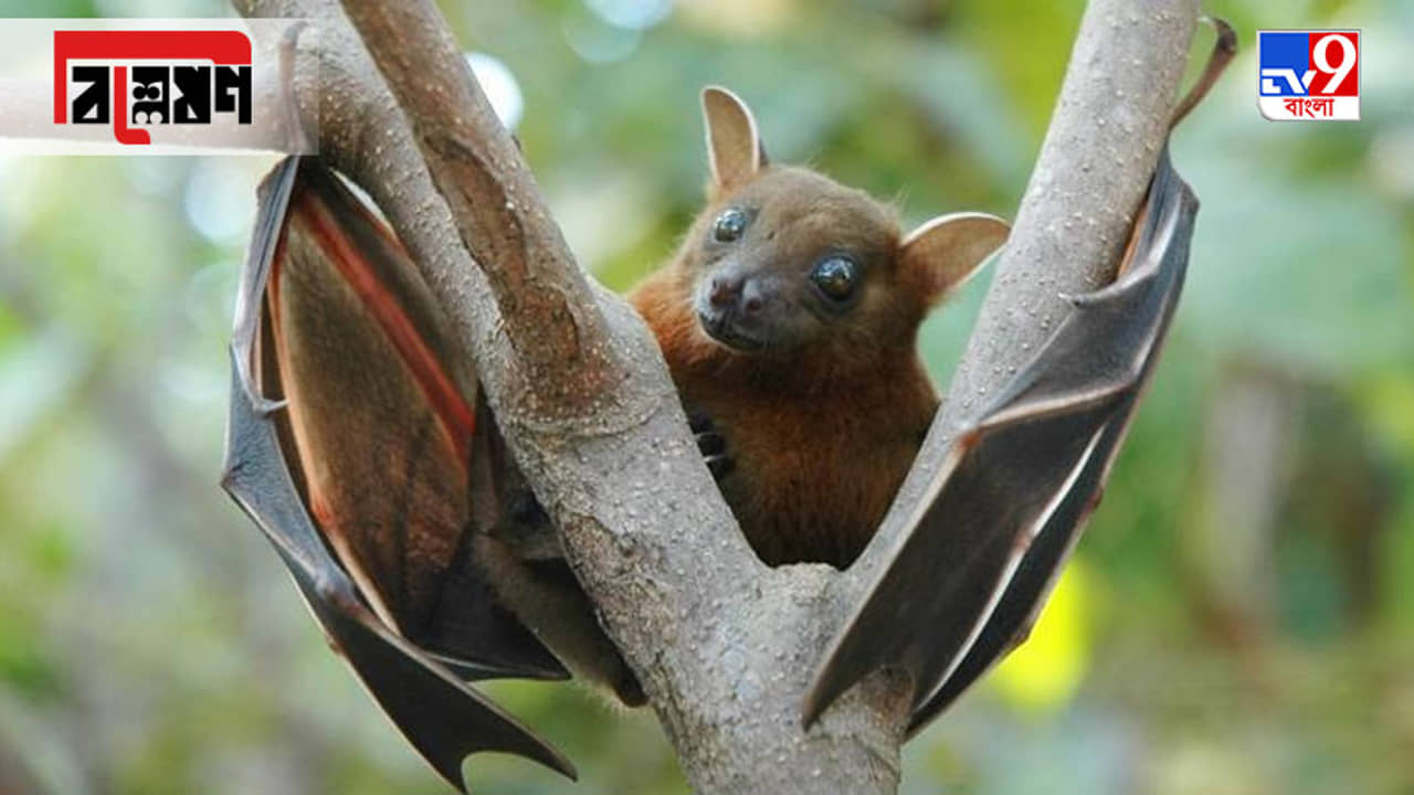 বিশ্লেষণ: মৃত্যুহার ৬৫ থেকে ১০০ শতাংশ, ভয়ঙ্কর নিপা ভাইরাস থেকে বাঁচার উপায় কী?
