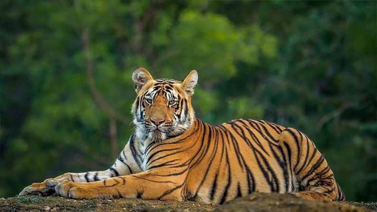 ১০০ কিলোমিটার পেরিয়ে বেঙ্গল টাইগার এখন বাংলাদেশে