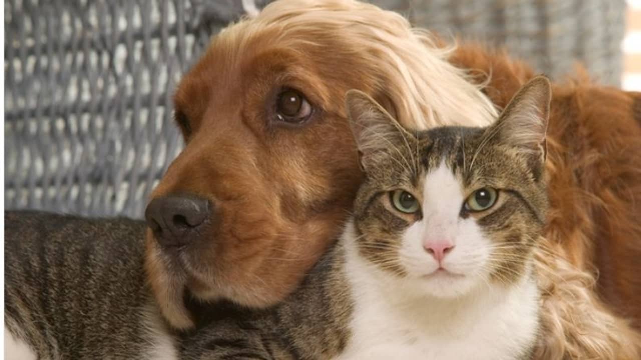 এ বার কুকুর-বিড়ালের জন্যও করোনা প্রতিষেধক, নেপথ্যে রাশিয়া