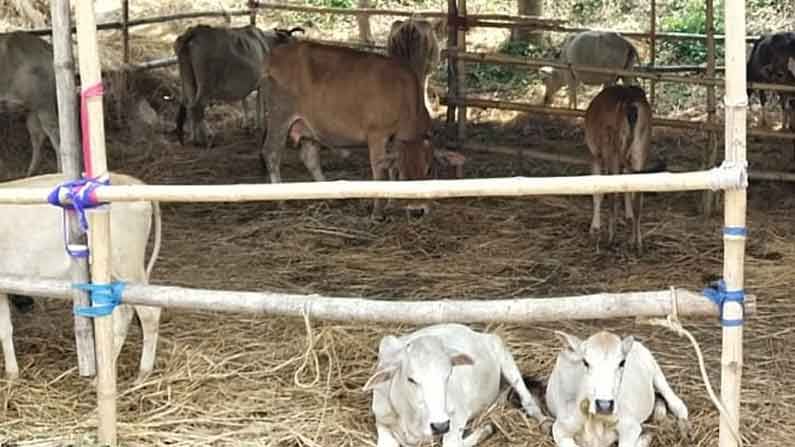 ইয়াস ভাসিয়েছে তাদেরও, গবাদি পশুদের ত্রাণ শিবির খুলল রামনগরের একদল যুবক