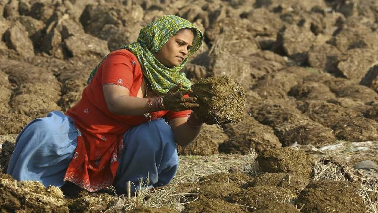 ৮০০ কেজি গোবর চুরি! অভিযোগ জমা পড়ল থানায়