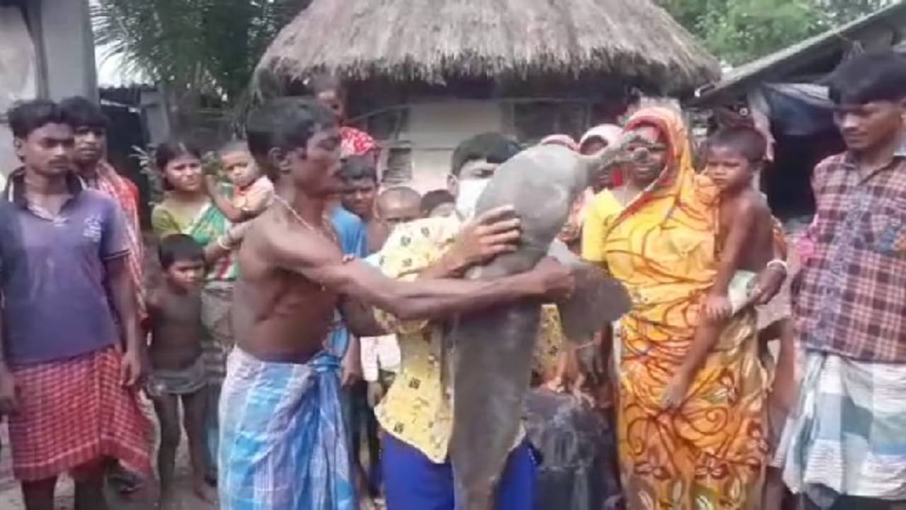 সুন্দরবনের কুলতলি থেকে উদ্ধার বিরল প্রজাতির ডলফিন