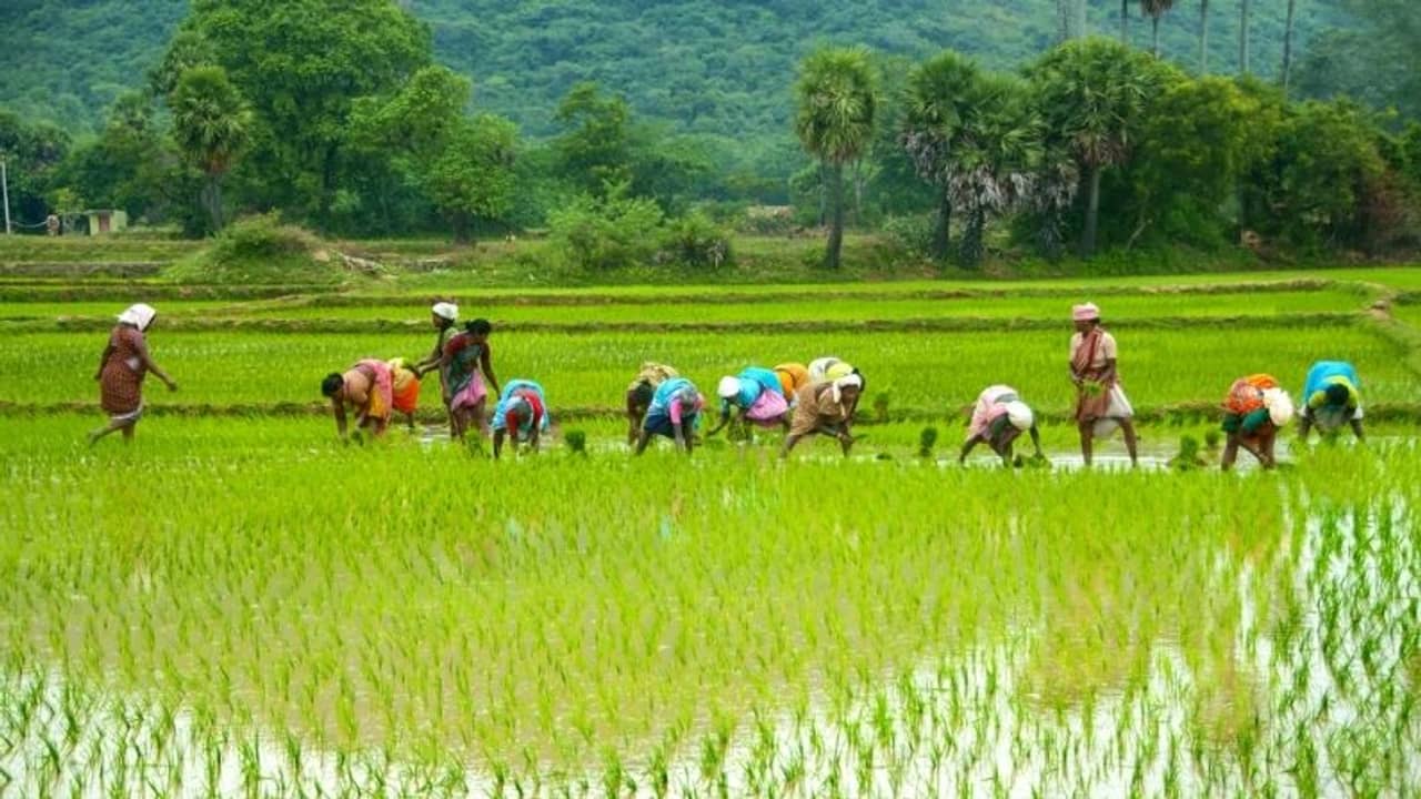 অত্যন্ত কম, ন্যূনতম সহায়ক মূল্য বৃদ্ধিতে ক্ষোভ কৃষক নেতাদের