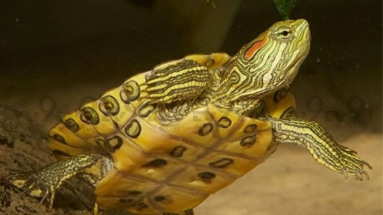 হোক সুন্দর, তবু ভয়ঙ্কর! মেক্সিকোর রাক্ষুসে কচ্ছপ পাওয়া গেল জয়নগরে