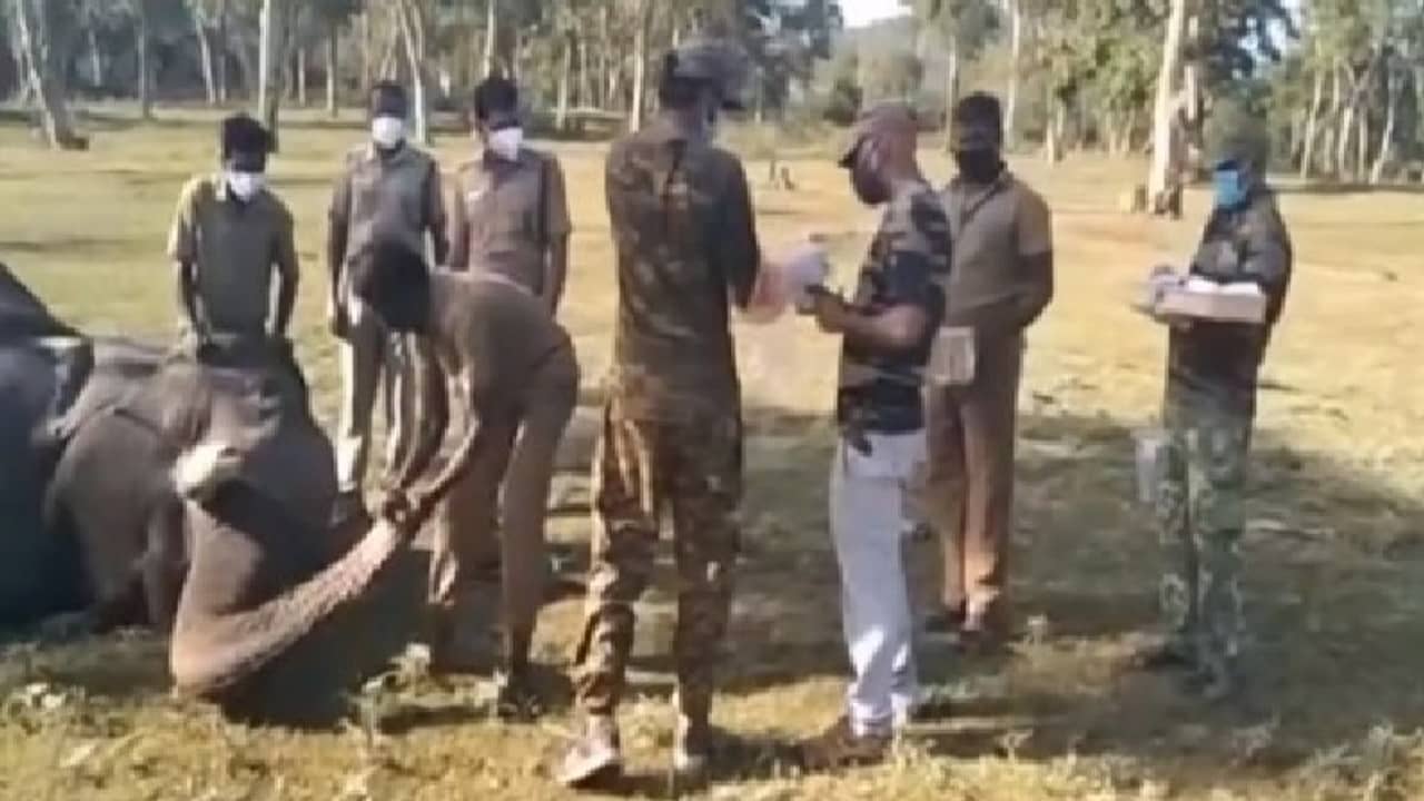 রেহাই নেই পশুদেরও, করোনায় আক্রান্ত ২৮টি হাতি