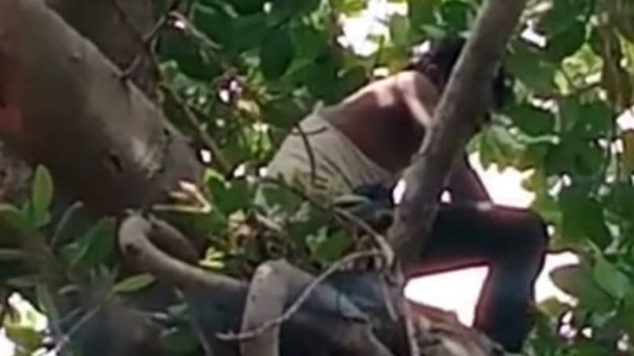 বউ খুঁজে দেওয়ার দাবিতে গাছের মগডালে মদ্যপ, পুলিশ পারেনি, নামাল মৌমাছি