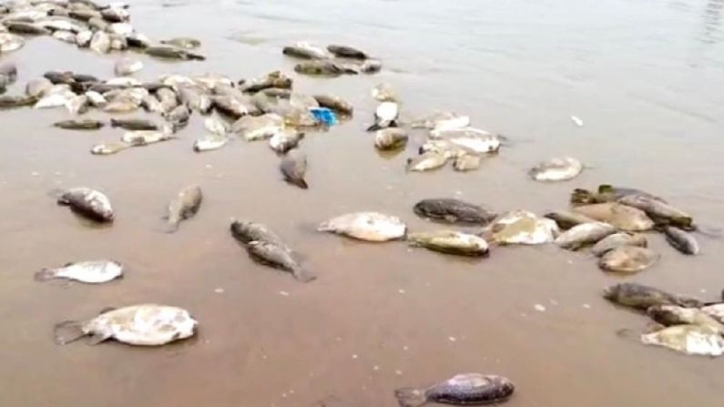 ম ত স ম দ র ক ব য ঙ ভর গ ল ন উ দ ঘ উপক ল আতঙ ক ত স থ ন য র New Digha Sea Beach Is Fulled With Bodies Of Tousands Puffer Fishes And Lacals Are Terrified Tv9 Bangla News