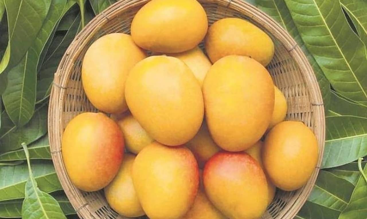 ডায়াবেটিকদের জন্য আসছে সুগার-ফ্রি আম! দাম কত?