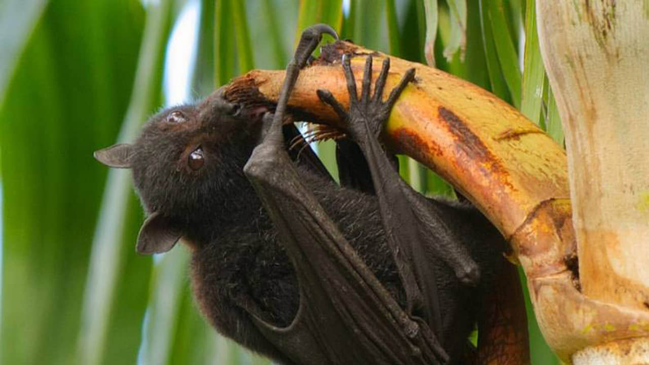 ভারতে নতুন আতঙ্কের নাম নিপা? বাদুড়ের অ্যান্টিবডি খতিয়ে দেখে কী বলছেন গবেষকরা