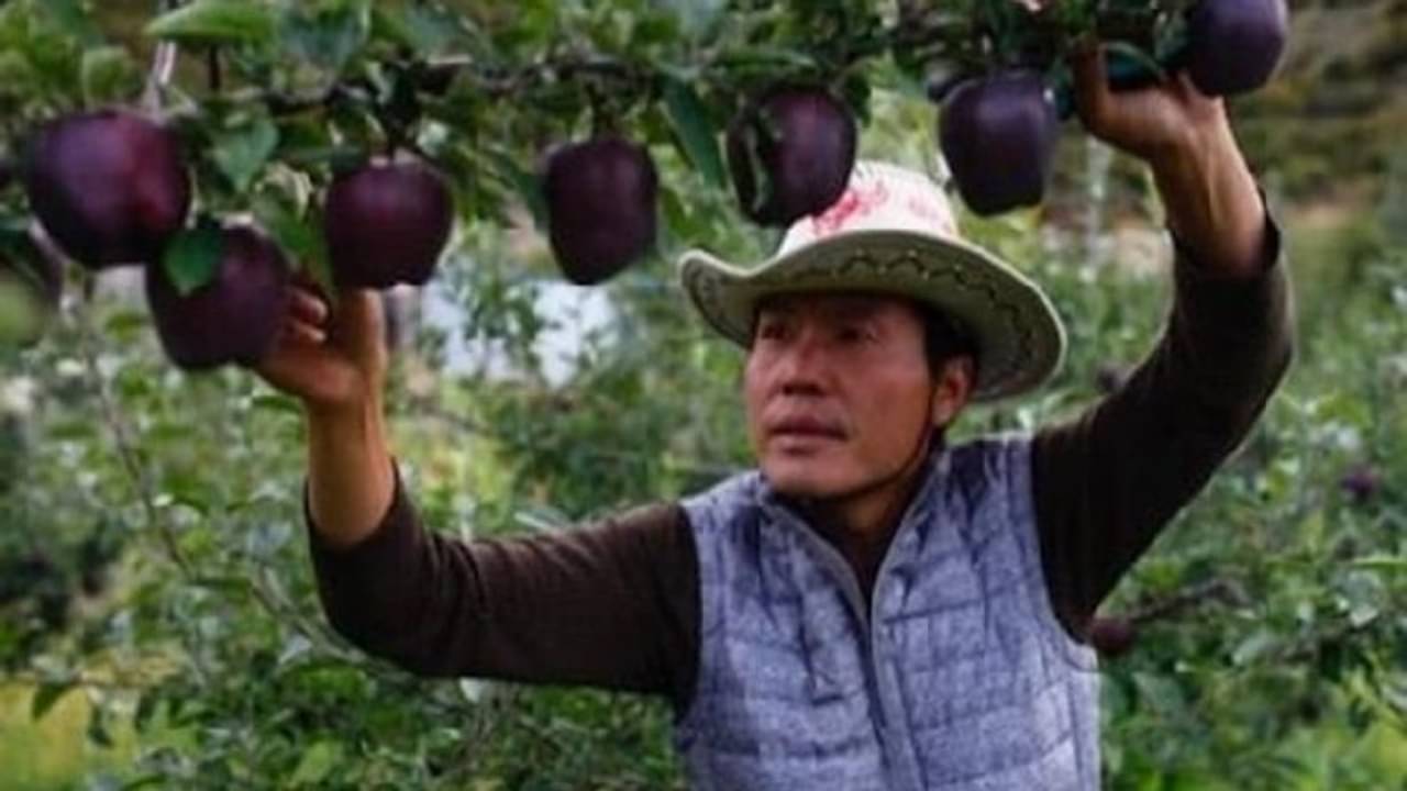 ব্ল্যাক ডায়মন্ড অ্যাপেল কী? এবং কী তার গুণাবলি?