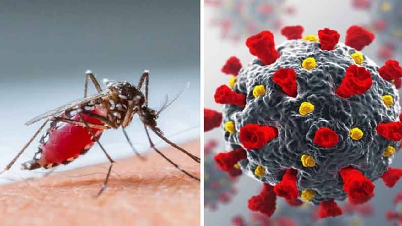 কোভিডের বাড়বাড়ন্তে ঘাবড়ে গেল ডেঙ্গি? গত দেড় বছরের পরিসংখ্যানে তেমনই ইঙ্গিত