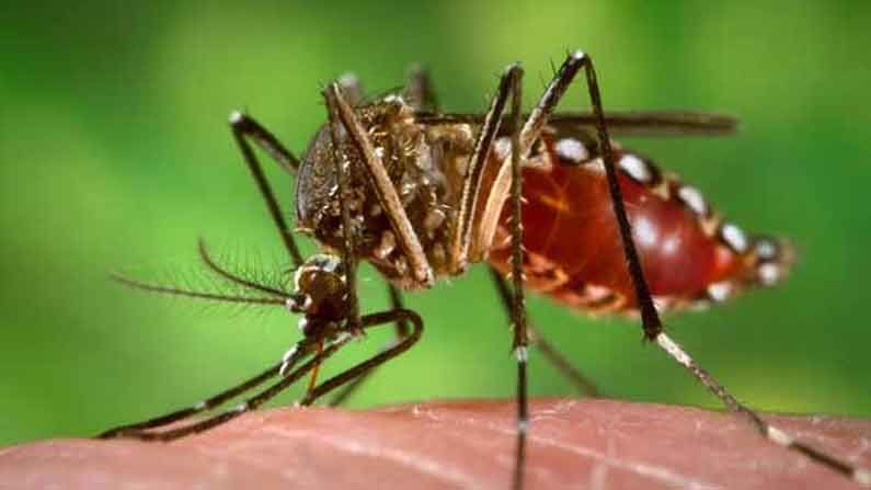 Dengue : বাড়ছে ডেঙ্গির প্রকোপ, ১১ রাজ্যের ব্লাড ব্যাঙ্ককে প্রস্তুত থাকার নির্দেশ স্বাস্থ্য মন্ত্রকের