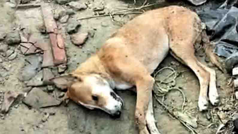 সকালে উঠেই গ্রামবাসীরা দেখেন ছড়িয়ে-ছিটিয়ে পড়ে কুকুর, ছাগল, মুরগীর মৃতদেহ