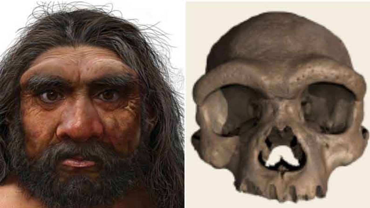 Dragon Man: চিনে খুঁজে পাওয়া গিয়েছে এই নতুন প্রজাতির মানুষের খুলি, বলছেন বিজ্ঞানীরা