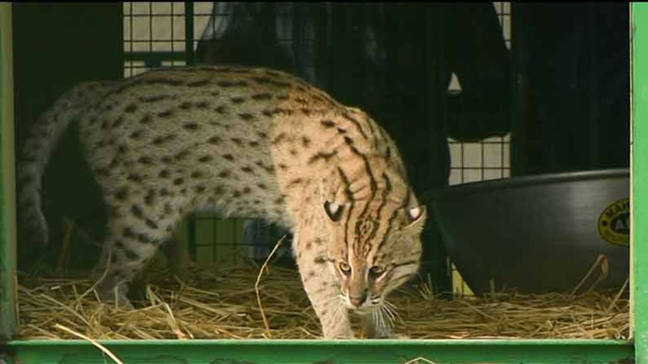 গায়ে ডোরা কাটা দাগ, জ্বলজ্বল করছে চোখ; বাঘের বাচ্চার ভয়ে ঘুম উড়েছে উত্তরপাড়াবাসীর