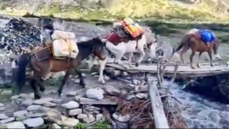 দেশকে 'সুস্থ' করার কঠিন লড়াই, গাধার পিঠে জিনিস চাপিয়ে টিকাকরণ কর্মসূচির পথে স্বাস্থ্যকর্মীররা