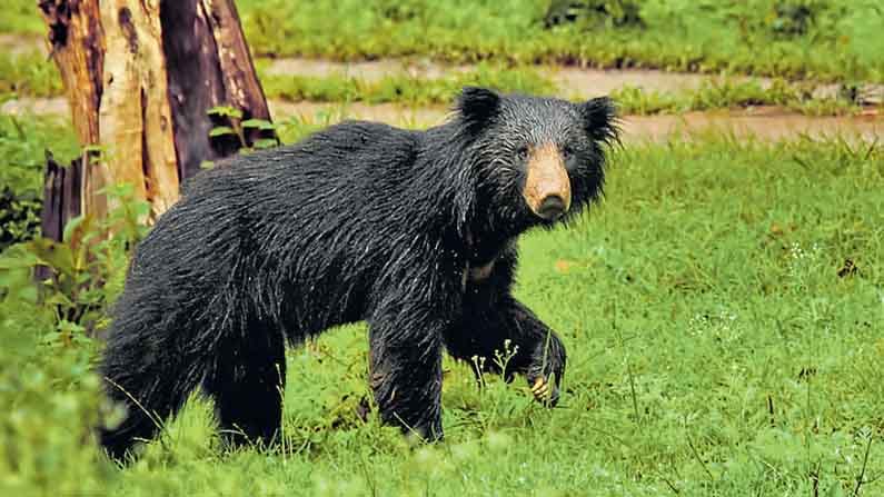 Viral Video: ভাল্লুকের তাড়া খেয়ে এলাকা ছাড়া হয়েছে বাঘ! দেখুন
