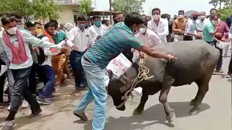 প্রতিবাদ সভায় মোষের তাণ্ডব, গুঁতো খেয়ে নাজেহাল প্রতিবাদীরা