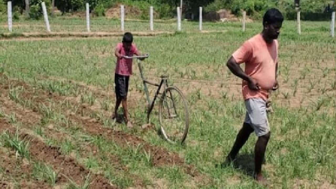 চাষ করার টাকা নেই, সরকারের দেওয়া ছেলের সাইকেলই হয়ে উঠল কৃষকের লাঙ্গল