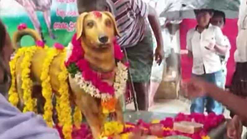 Viral: পোষ্য কুকুরের পঞ্চম মৃত্যুবার্ষিকীতে ব্রোঞ্জের স্ট্যাচু বসালেন অন্ধ্রপ্রদেশের যুবক Viral: পোষ্য কুকুরের পঞ্চম মৃত্যুবার্ষিকীতে ব্রোঞ্জের স্ট্যাচু বসালেন অন্ধ্রপ্রদেশের যুবক
