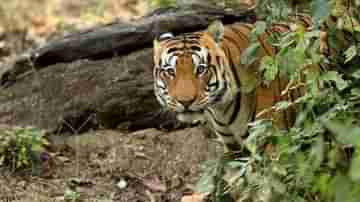 Tiger Attack: সুযোগ বুঝেই লাফিয়ে পড়ল ঘাড়ে! প্রাণ বাঁচাতে শুরু বাঘে-মানুষে খণ্ডযুদ্ধ