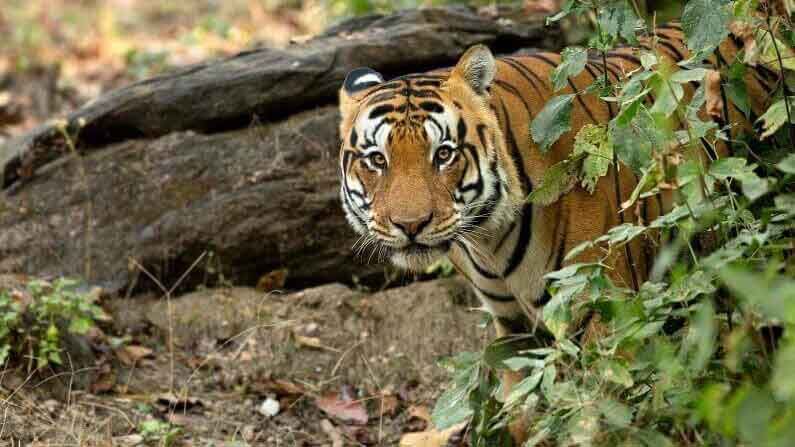 Tiger Census: সুন্দরবনে শুরু হল বাঘ গণনা, গভীর জঙ্গলে একমাত্র 'সাক্ষী' টিভি ৯ বাংলা