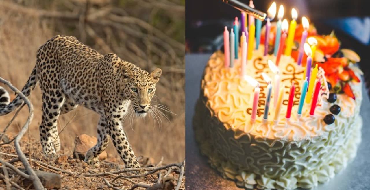 চিতাবাঘের হাত থেকে দুই ভাইয়ের প্রাণ বাঁচাল জন্মদিনের কেক