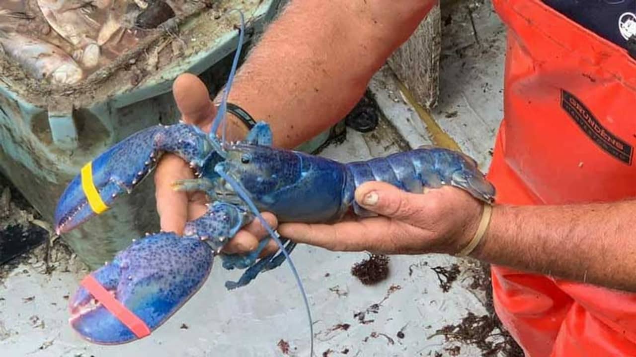 Viral: নীল রঙের গলদা চিংড়ি! বিরল প্রজাতির চিংড়ির ছবি ভাইরাল নেট মাধ্যমে