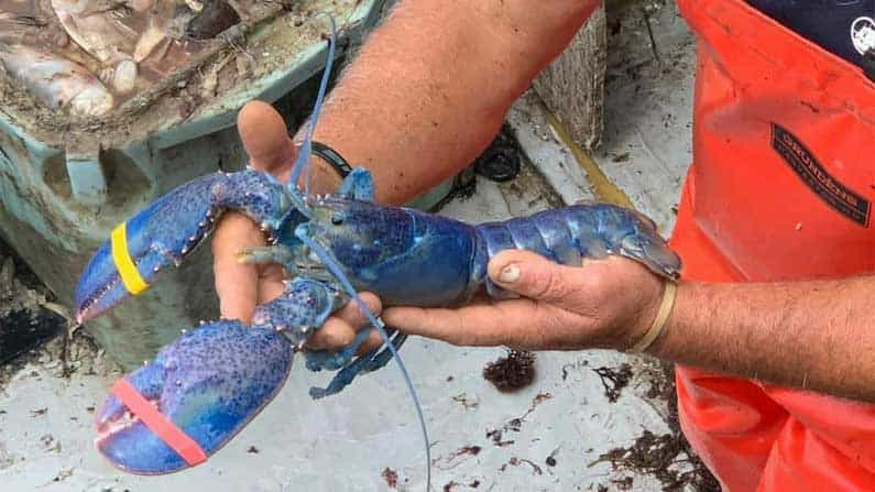 Viral: নীল রঙের গলদা চিংড়ি! বিরল প্রজাতির চিংড়ির ছবি ভাইরাল নেট মাধ্যমে Viral: নীল রঙের গলদা চিংড়ি! বিরল প্রজাতির চিংড়ির ছবি ভাইরাল নেট মাধ্যমে