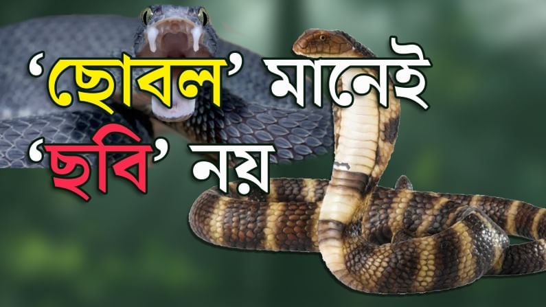 International Snake Day: ১৬ই জুলাই আন্তর্জাতিক সর্প দিবসের বিশেষ প্রতিবেদন