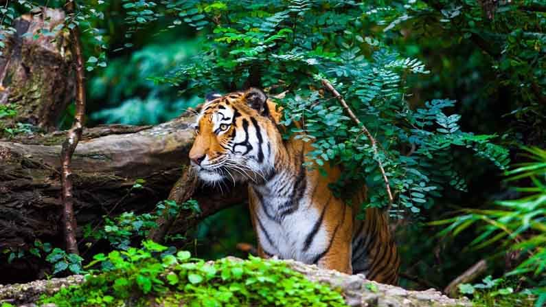 Tiger census: ১ হাজারের বেশি ক্যামেরা সঙ্গে নতুন অ্যাপ! ৪ বছর পর সুন্দরবনে শুরু বাঘগণনার প্রশিক্ষণের কাজ
