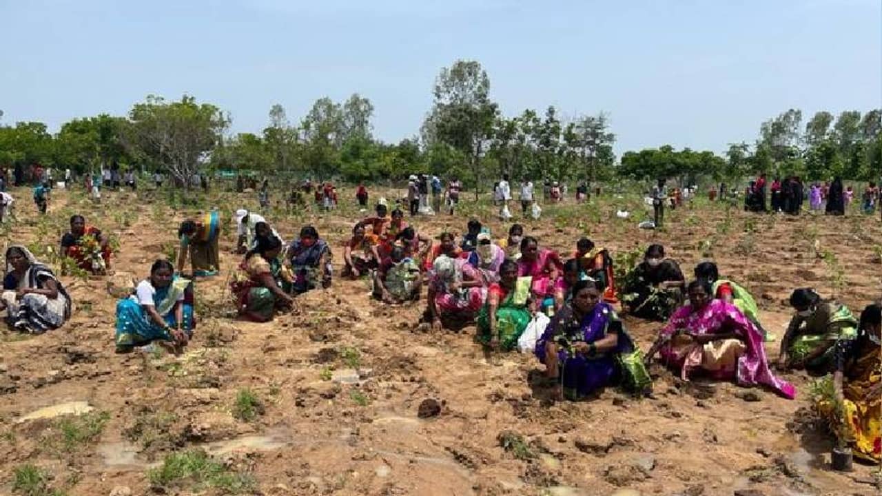 রেকর্ড, ১ ঘণ্টায় ১০ লক্ষ চারা গাছ বোনা হল তেলঙ্গনার