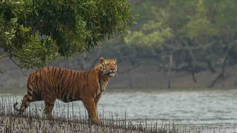 সুন্দরবন—ইউনোস্কো বলেছে এটি একটি হেরিটেজ স্থান। গঙ্গা, বহ্মপুত্র ও মেঘনা নদীর সংগম স্থল। চারপাশে সুন্দরী গাছের ছড়াছড়ি। ভাগ্য সহায় হলে রয়্যাল বেঙ্গল বাঘের দেখাও মিলতে পারে। 