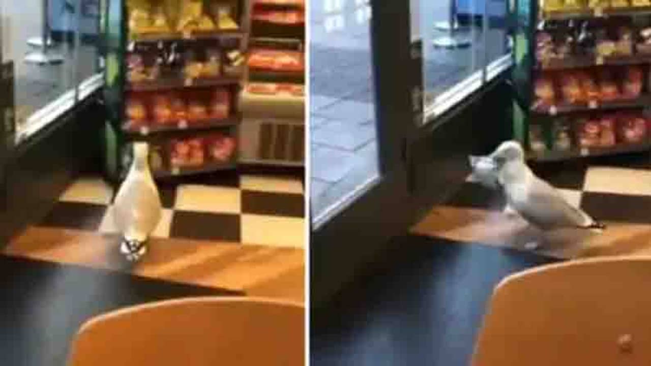 Viral Video: বান্ধবীকে বাইরে রেখে স্টোরে ঢুকে চিপসের প্যাকেট নিয়ে বেরিয়ে গেল কে? একটি পাখি!