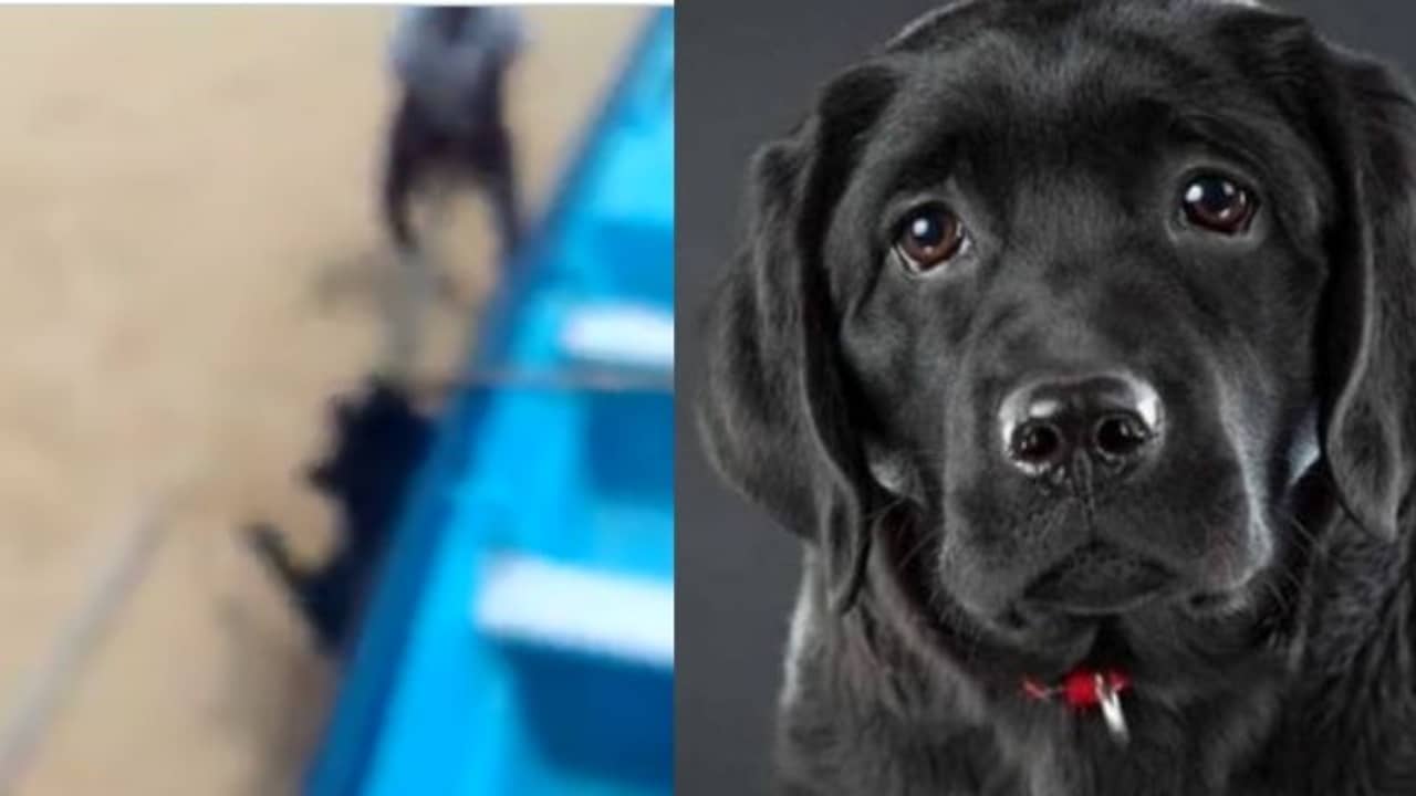 মোটা বাঁশ দিয়ে ল্যাব্রাডরকে পিটিয়ে মারল তিন যুবক, ক্ষোভে ফুঁসছেন সেলেব থেকে সাধারণ