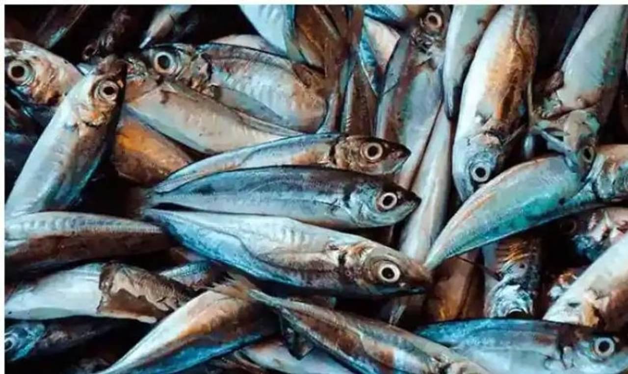 Recipe: মুখরোচক অথচ পুষ্টিকর মৌরালা মাছের পকোড়া কীভাবে বানাবেন, জানেন?