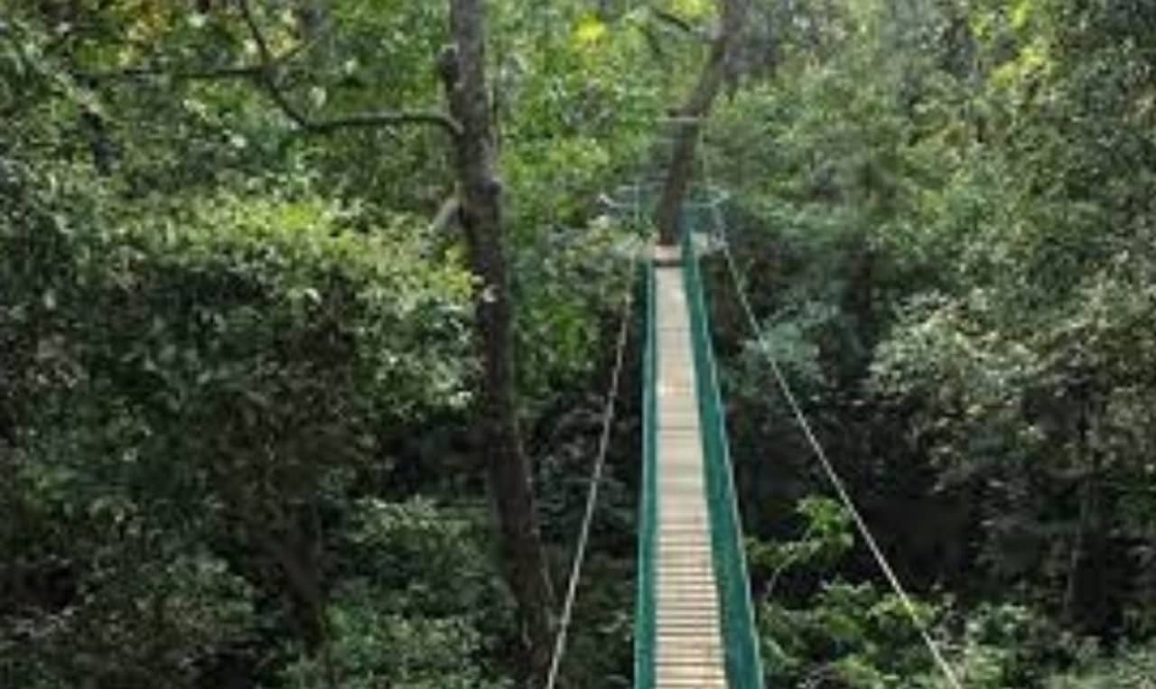 সুখবর! সাধারণের জন্য খুলে দেওয়া হল দেশের প্রথম ক্য়ানোপি ওয়াকওয়ে!