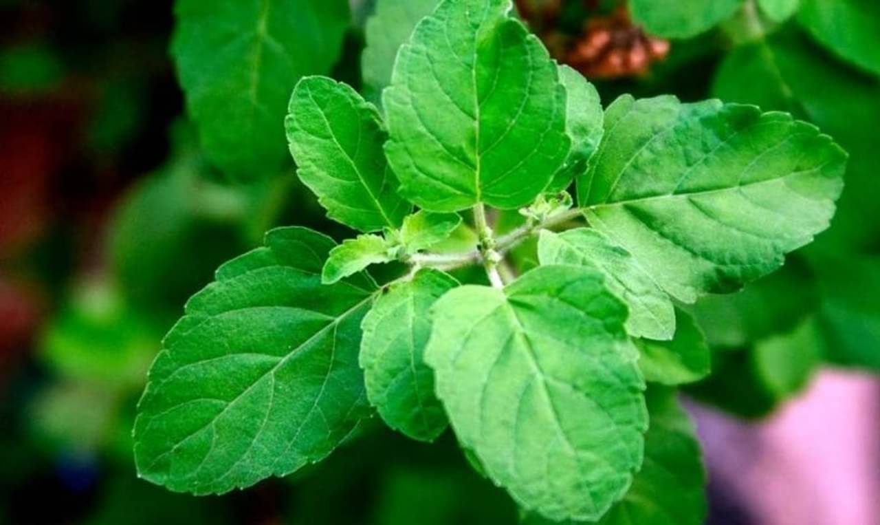 কোন পুজোয় তুলসি পাতা নিবেদন করা হয় না? এবং কেন?