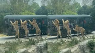 Viral Video: চলন্ত গাড়ির বনেটে চড়ে ফটোশুট! বিয়ের কনেকে দিতে হল জরিমানা