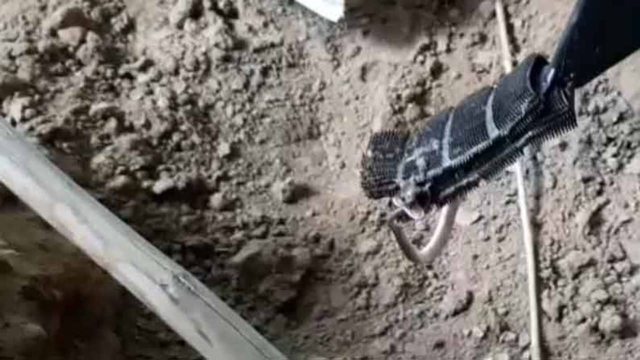 ঘরের ভিতর মাটি খুঁড়তেই বেরিয়ে এল ১৭টি গোখরো