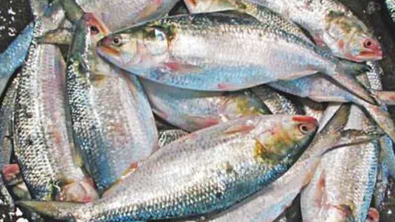 Hilsa: নিয়ম অমান্য করে মা ইলিশ ধরায় বাংলাদেশে ফের আটক ৪৪ জেলে! Hilsa: নিয়ম অমান্য করে মা ইলিশ ধরায় বাংলাদেশে ফের আটক ৪৪ জেলে!